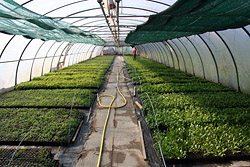 250_baptisia_gwh