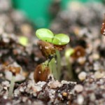 250_gentiana_keimling