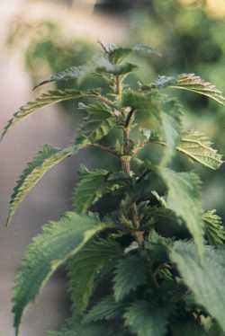 Die Fasernessel Urtica dioica