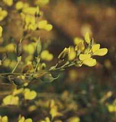 Bl&uuml;te der Heilpflanze Baptisia tinctoria