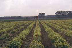 Feldanbau von Baptisia tinctoria