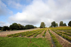 250_Baptisia_feld3