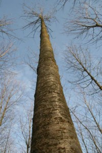 250_kirsche2