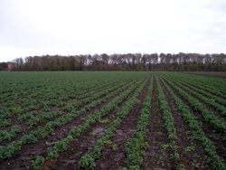 250_nessel_feld