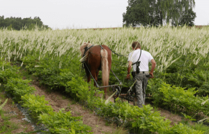 Cimi Feldpflege 1