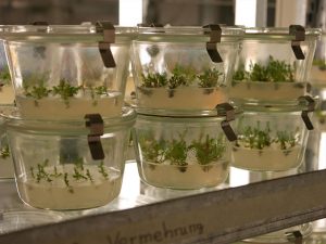 in vitro Vermehrung von Calluna Stecklingen