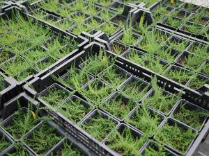 abgehärtete Calluna Jungpflanzen aus in vitro Vermehrung