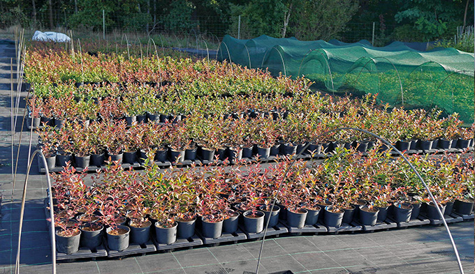 Heidelbeeren (Vaccinium) Jungpflanzen aus in vitro Kultur Heidelbeeren (Vaccinium) Jungpflanzen aus in vitro Kultur