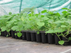 Landwirtschaftliche Kulturpflanzen – Kartoffel (Solanum tuberosum)